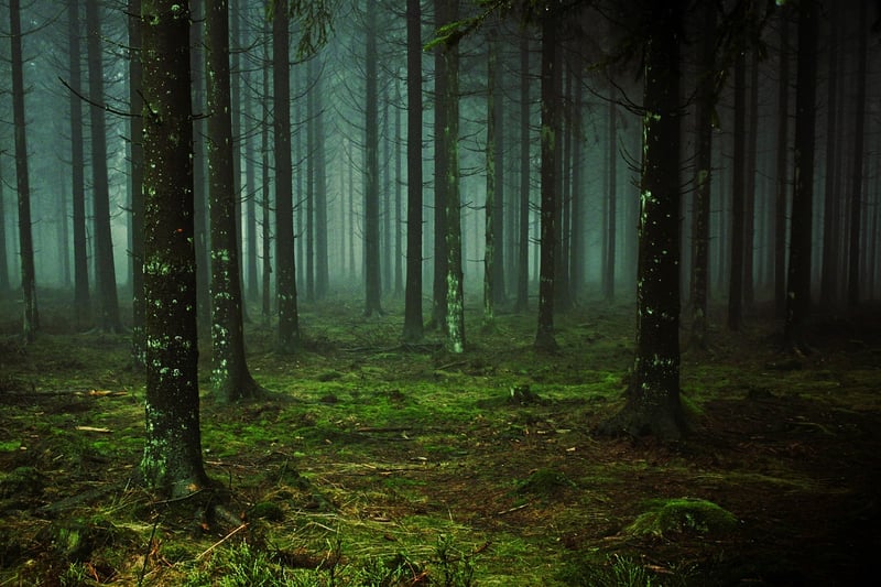 Enchanted Forest